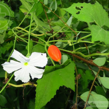 Cây Tho. Tsoongia axillariflora Merr. - Cây Thuốc Nam Quanh Ta